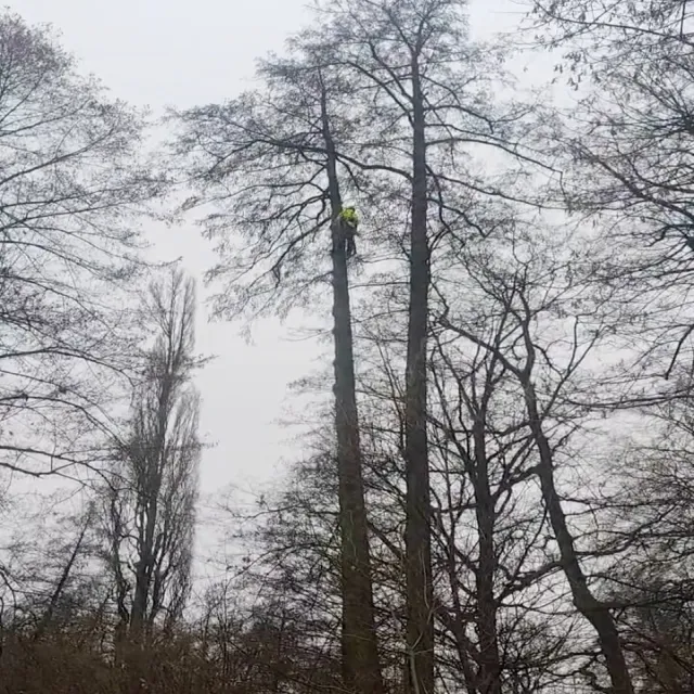 Dnešní rizikové kácení dvou olší v Mimoňském městském parku 🪵🪚🌳  Městský park v Mimoni pro