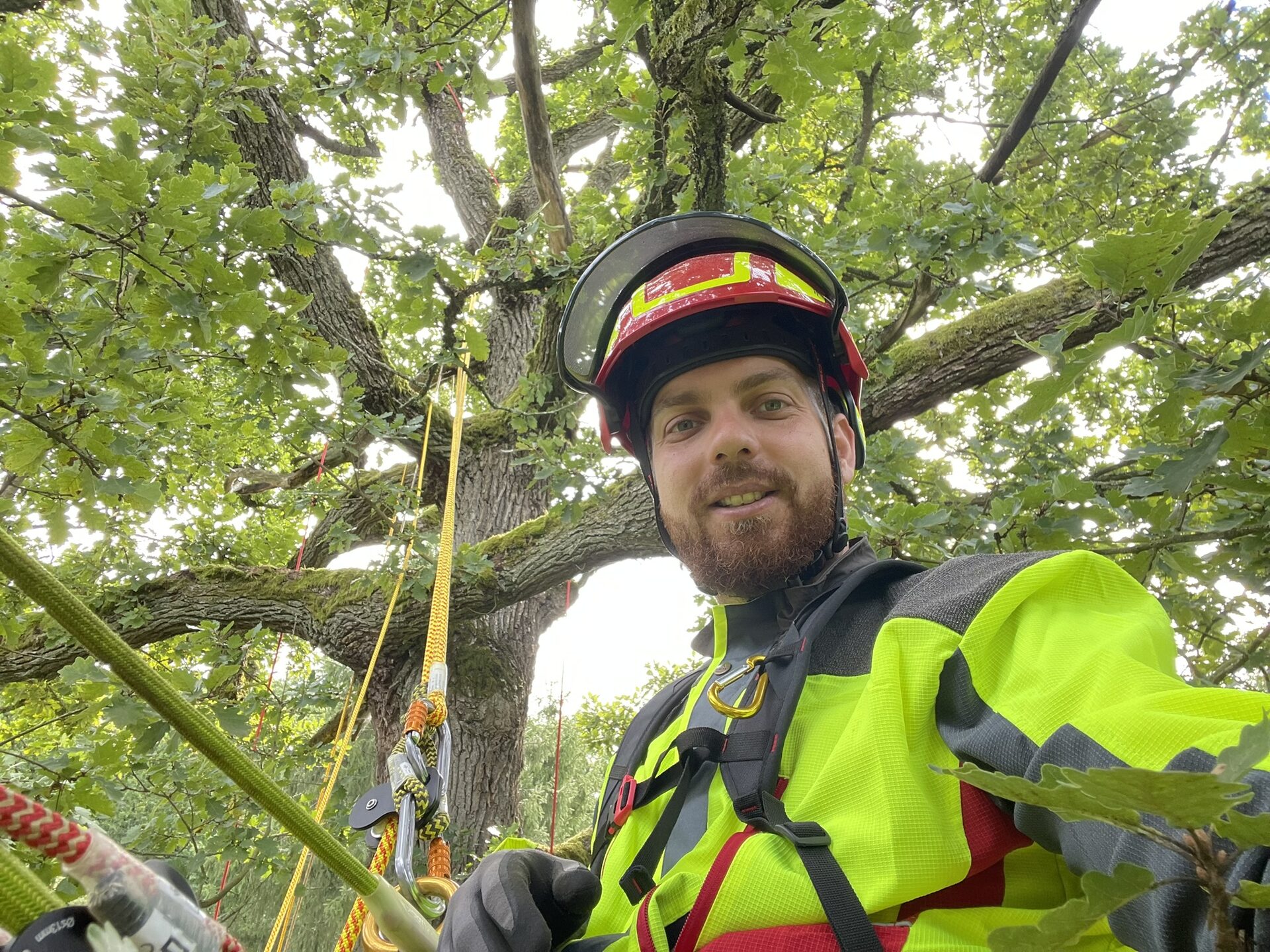 Michal Řezáč při rizikovém kácení stromu v koruně